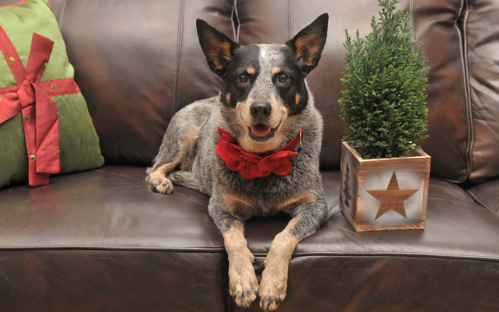 A Dog Wearing A Bow Tie On A Couch