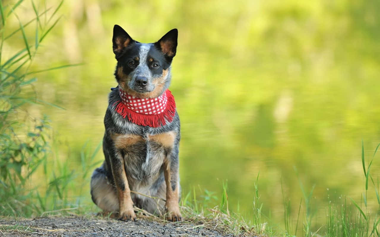 A Dog Wearing A Red Bandana Sits On A Dirt Path Near A Pond