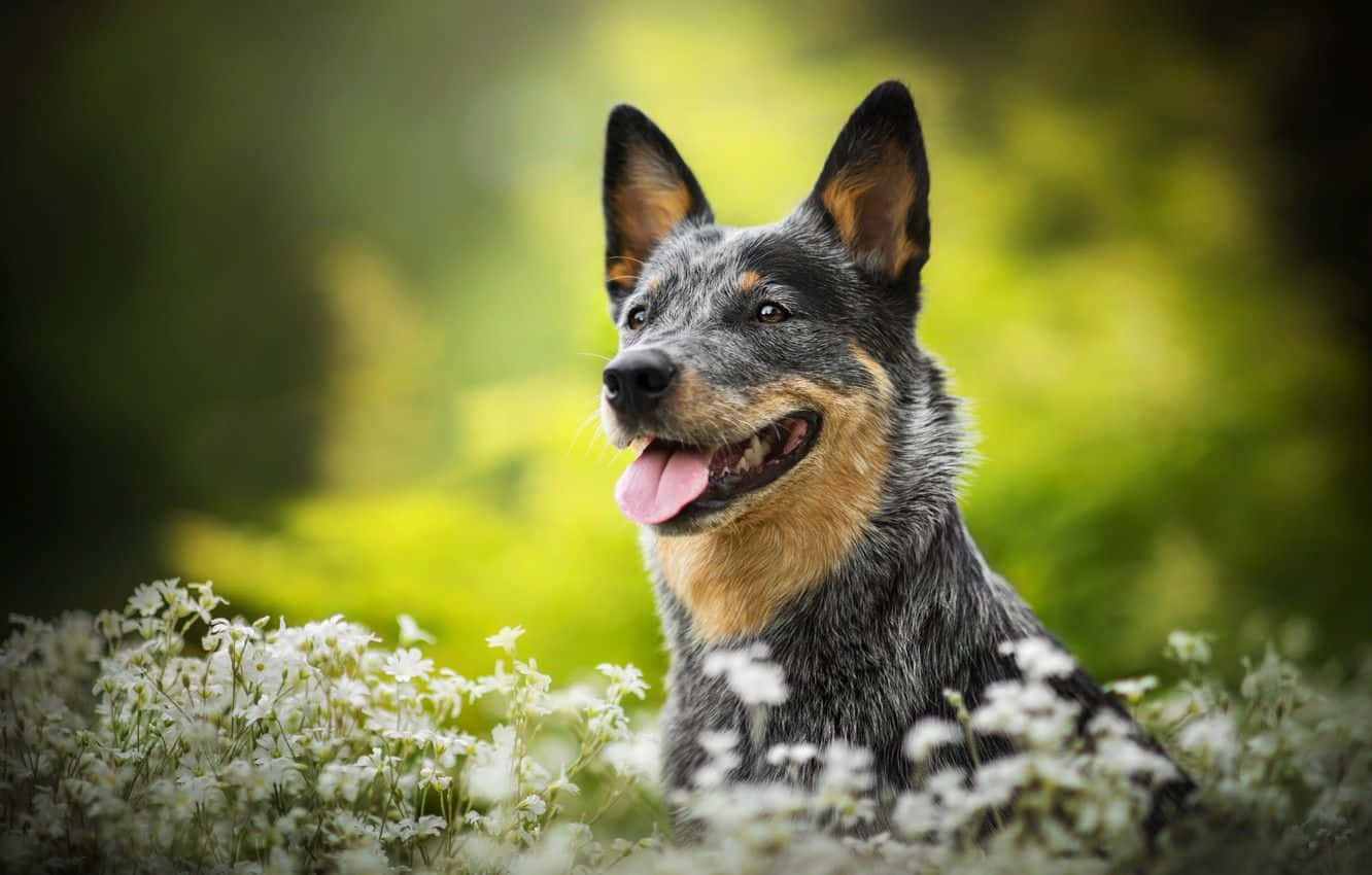 A Dog Is Sitting In A Field Of Flowers