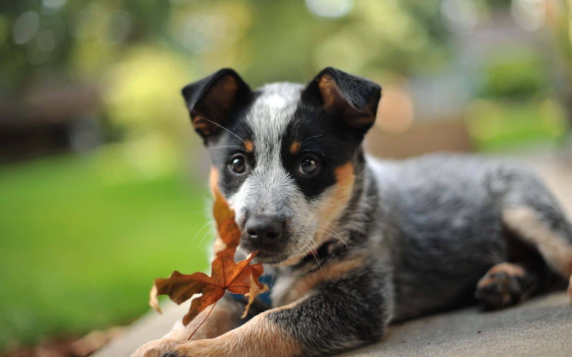 A Small Dog Is Laying On The Ground With A Leaf In Its Mouth