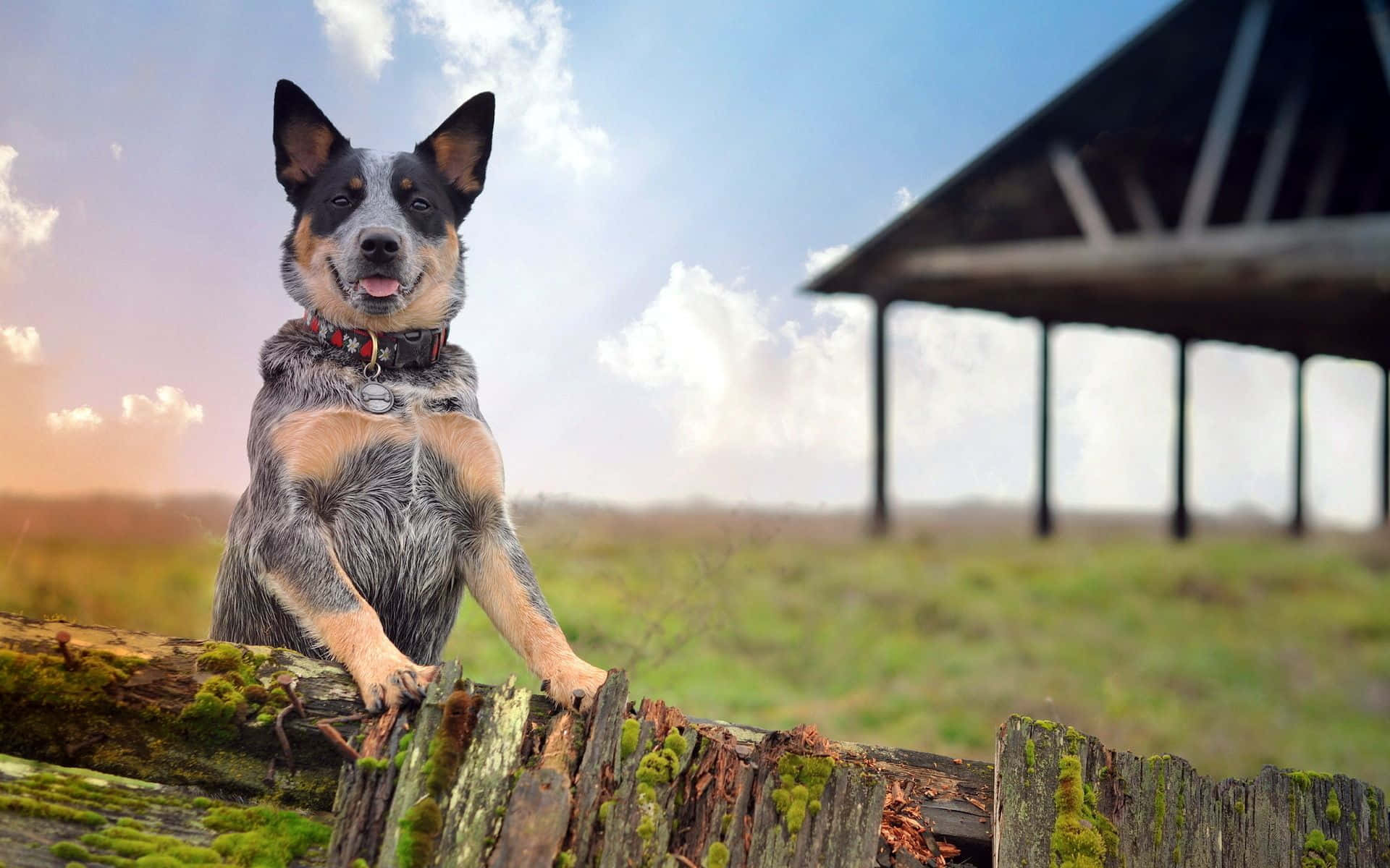 A Dog Is Sitting On A Fence In Front Of A Barn