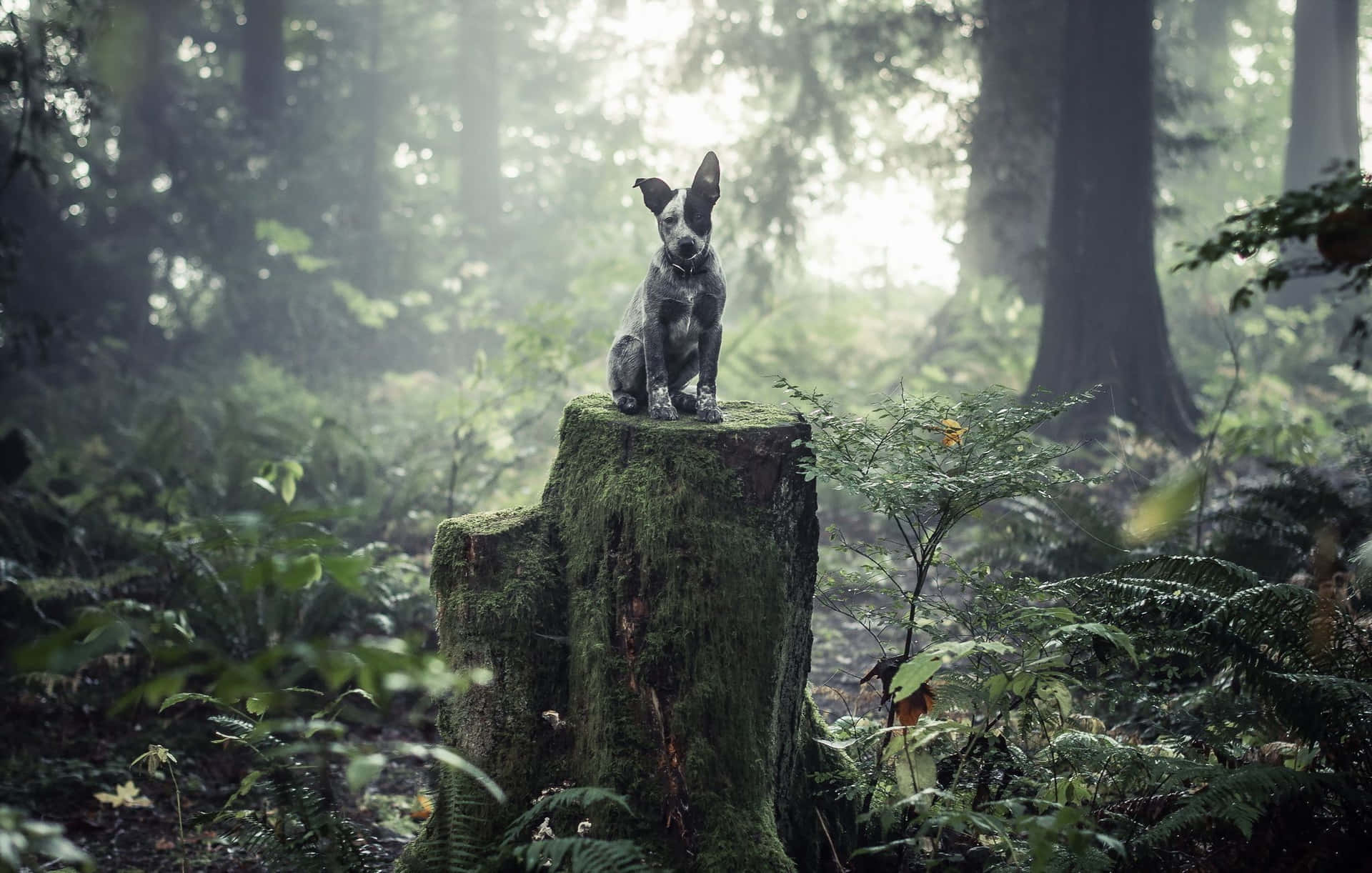 A Dog Sitting On Top Of A Tree Stump In The Forest