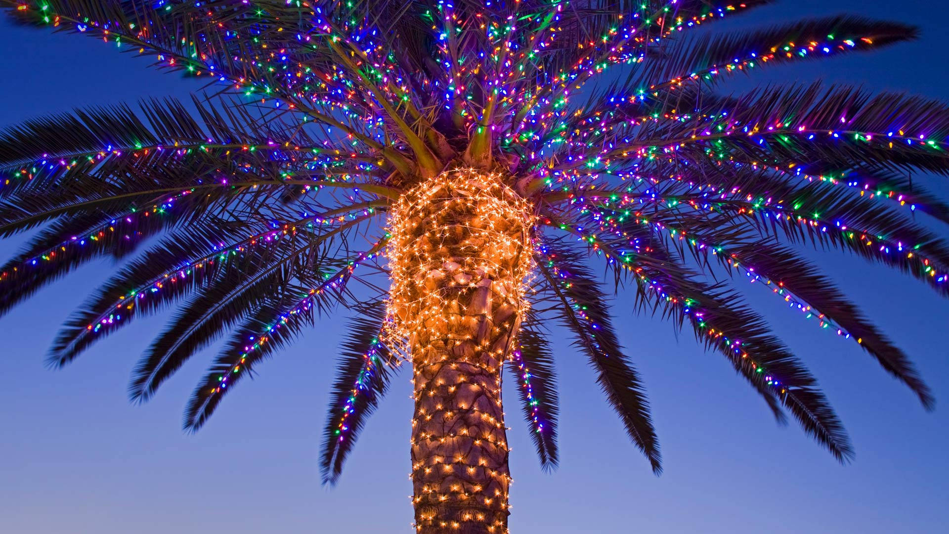 Australian Christmas Palm Tree Wallpaper