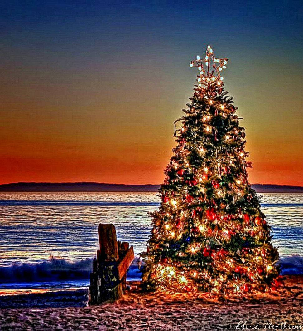 Australian Christmas Tree During Sunset Wallpaper