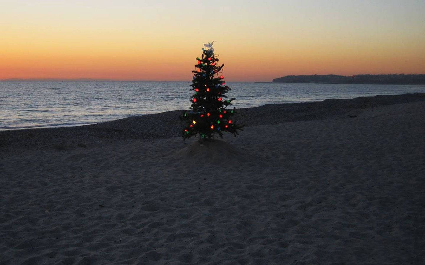 Árbolde Navidad Australiano En La Playa. Fondo de pantalla