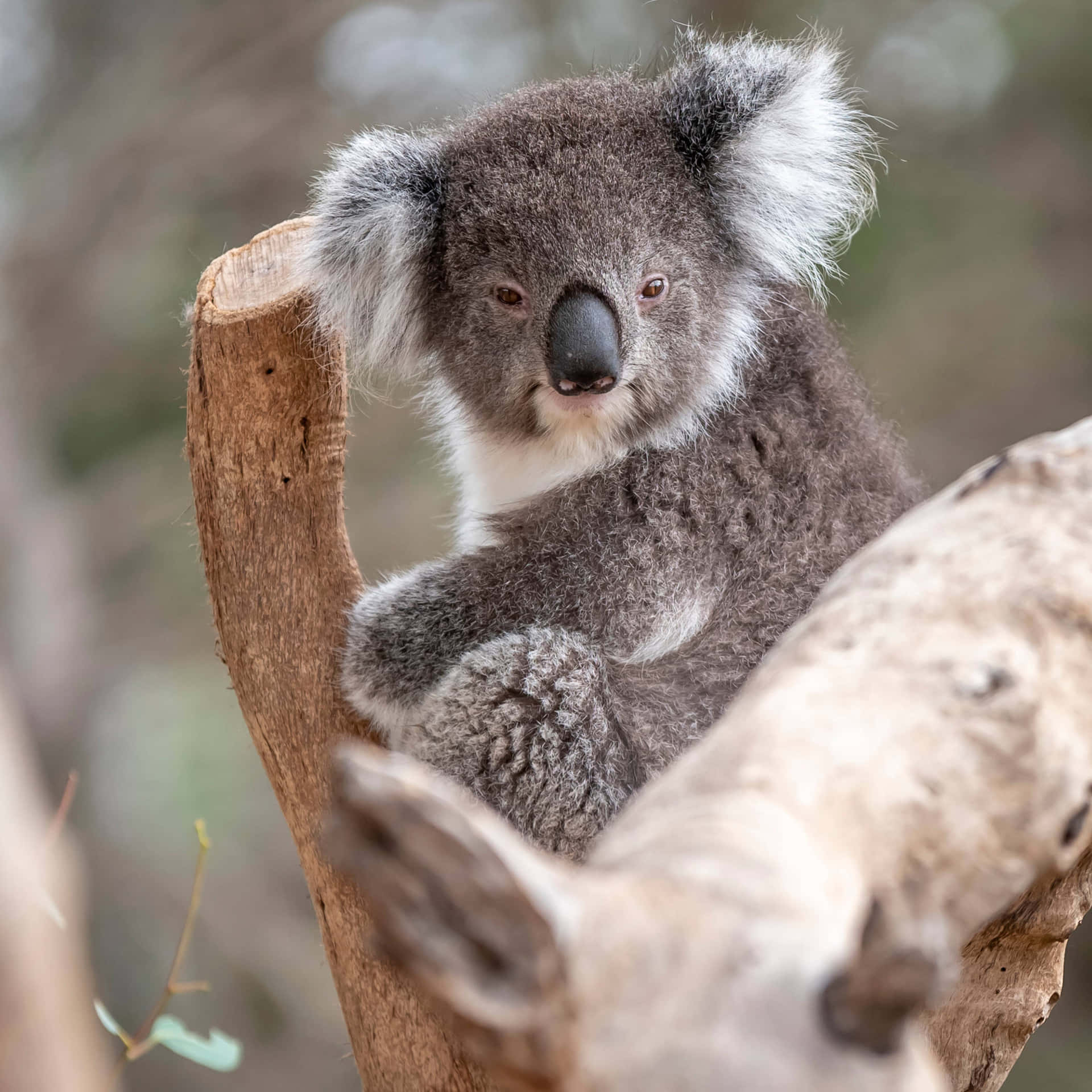 Australian Icon: A Dreamy Koala Lounging High In The Eucalyptus Trees