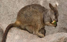 "australian Kangaroo Hopping In The Wild" Wallpaper