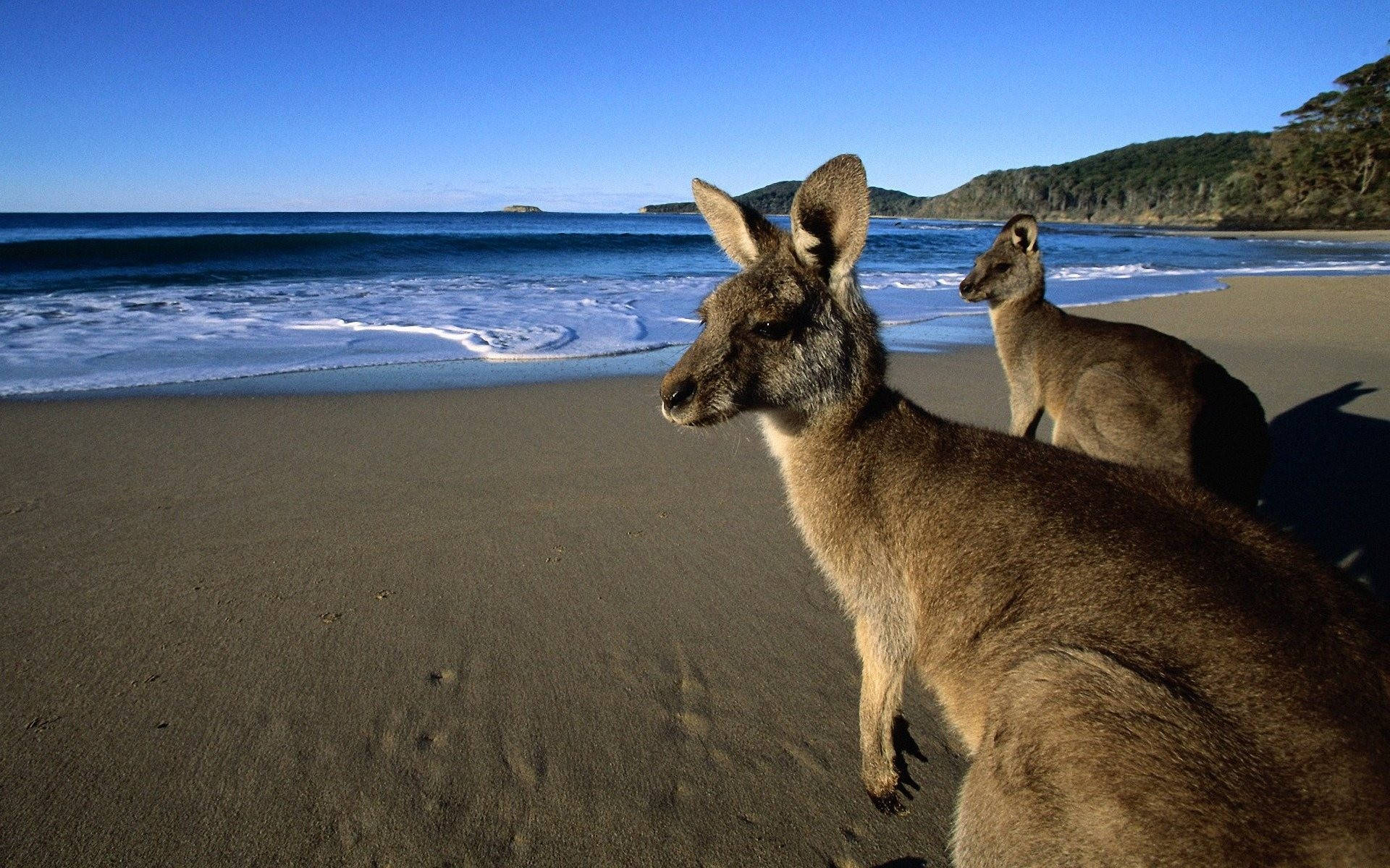 Australian Kangaroos At Sea Wallpaper