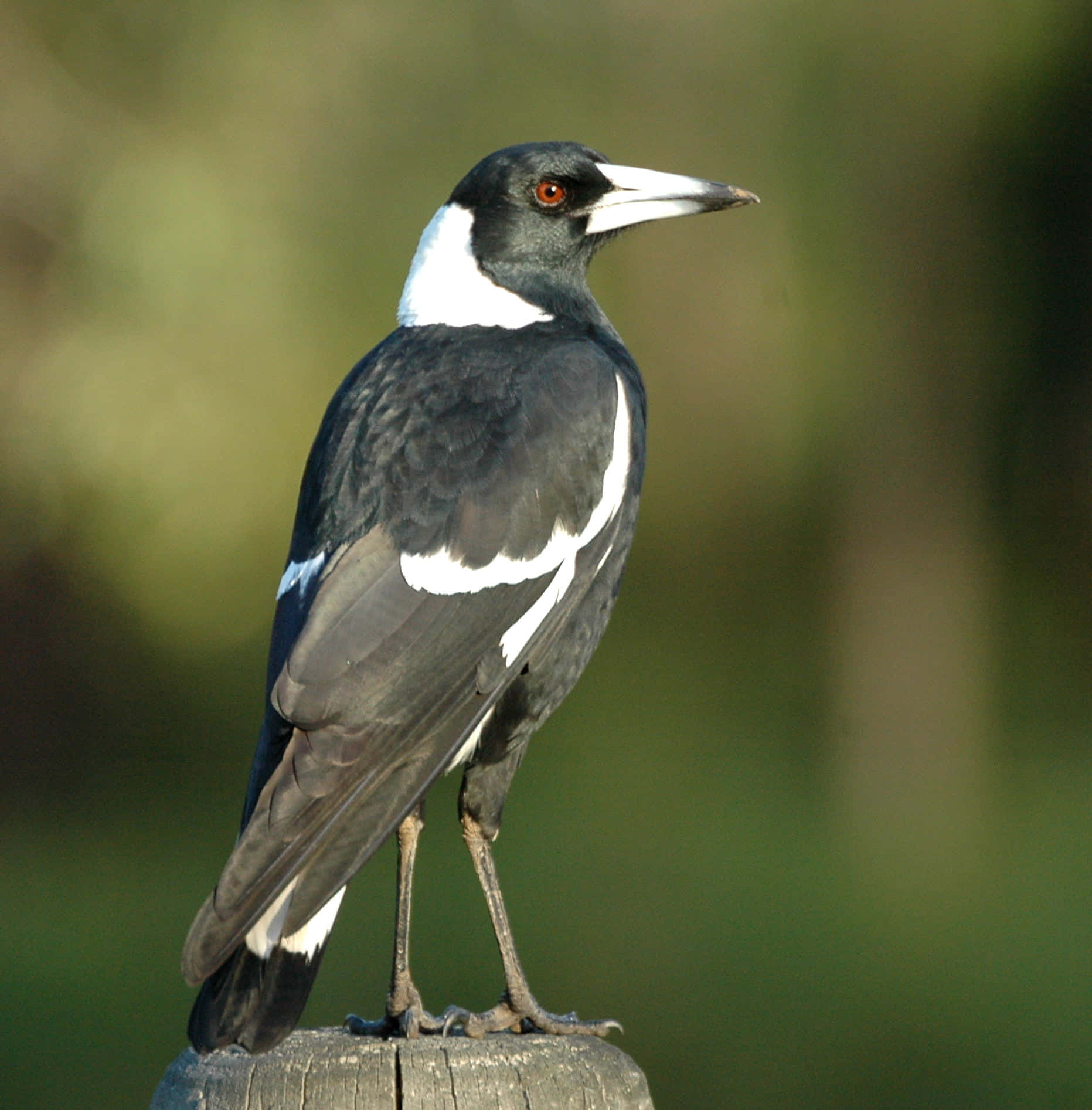 Australialainen Magpie Istumassa Ulkona Taustakuva