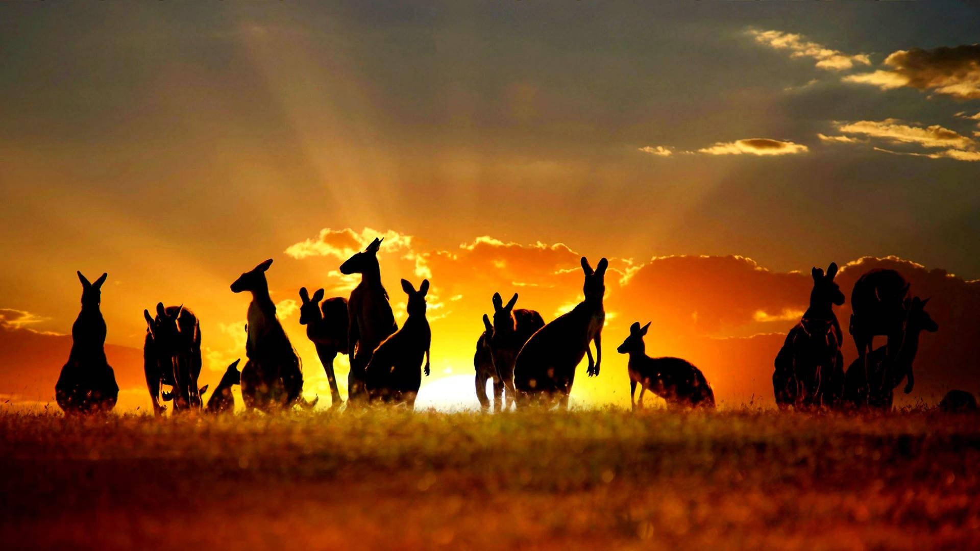 Australian Outback Kangaroo Silhouette Wallpaper