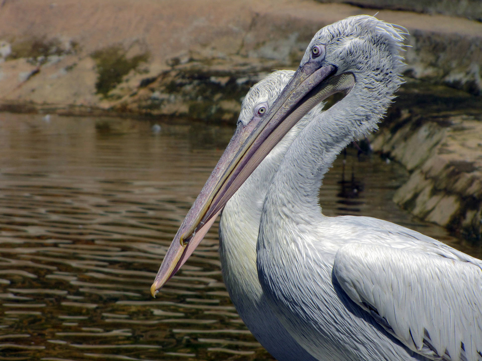 Australian Pelican Beautiful Birds