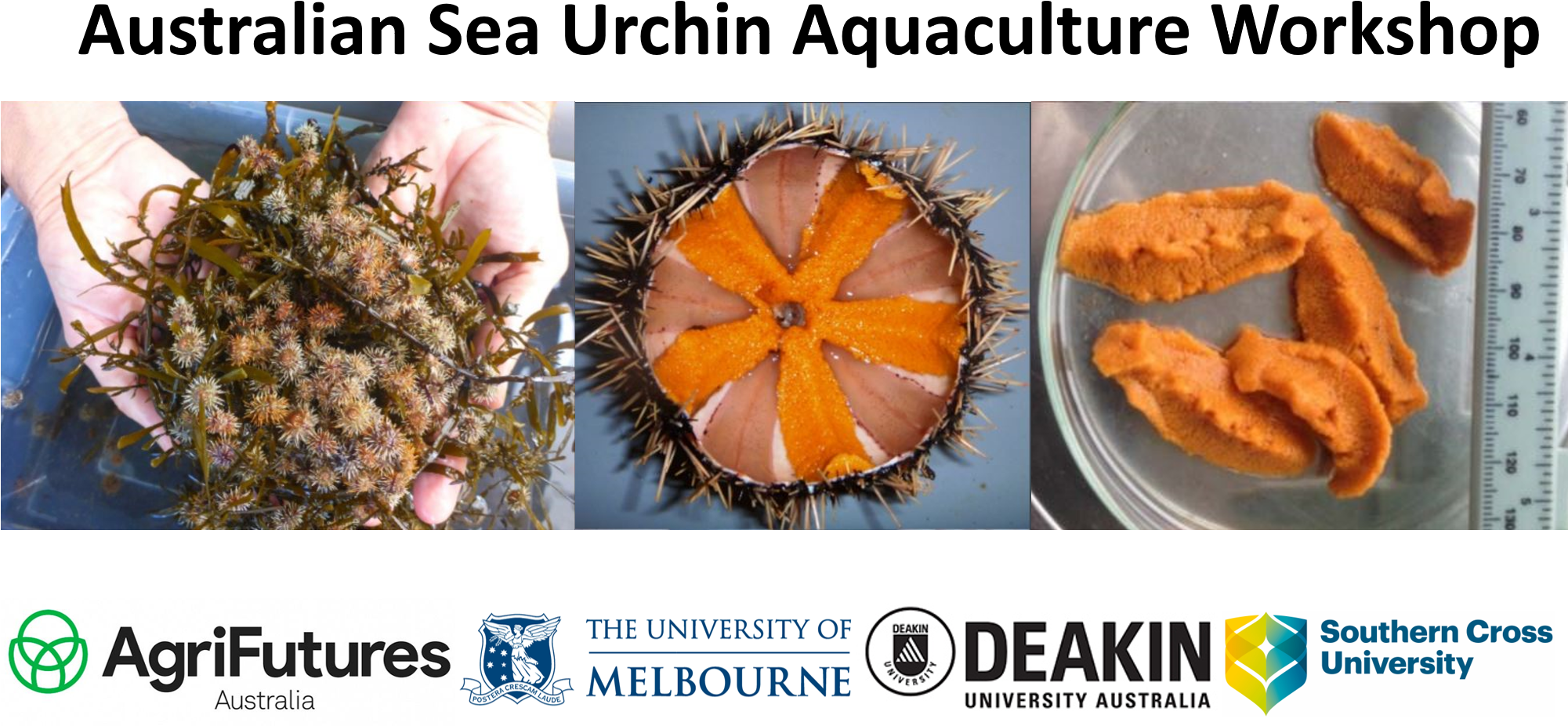 Australian Sea Urchin Aquaculture Workshop Banner PNG