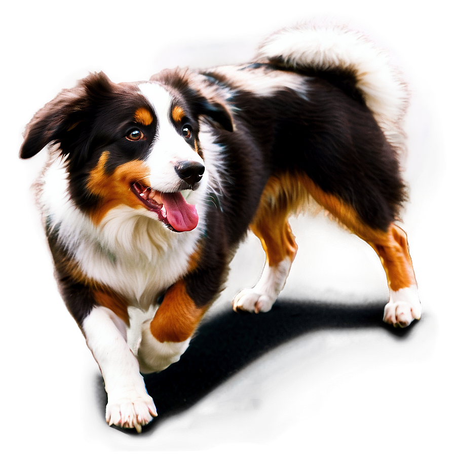 Australian Shepherd Barking Png Uts46 PNG