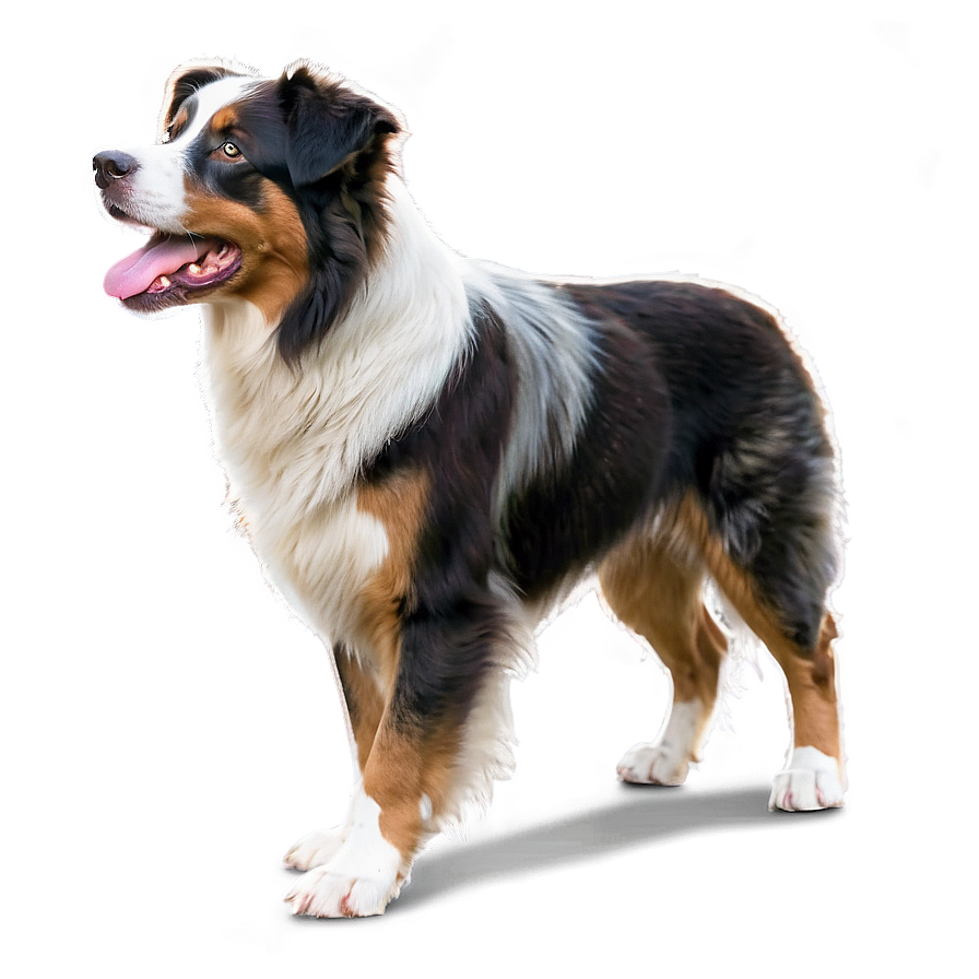 Australian Shepherd Dog Png Irw34 PNG