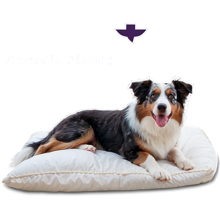 Australian Shepherd In Bed Png Hbf PNG