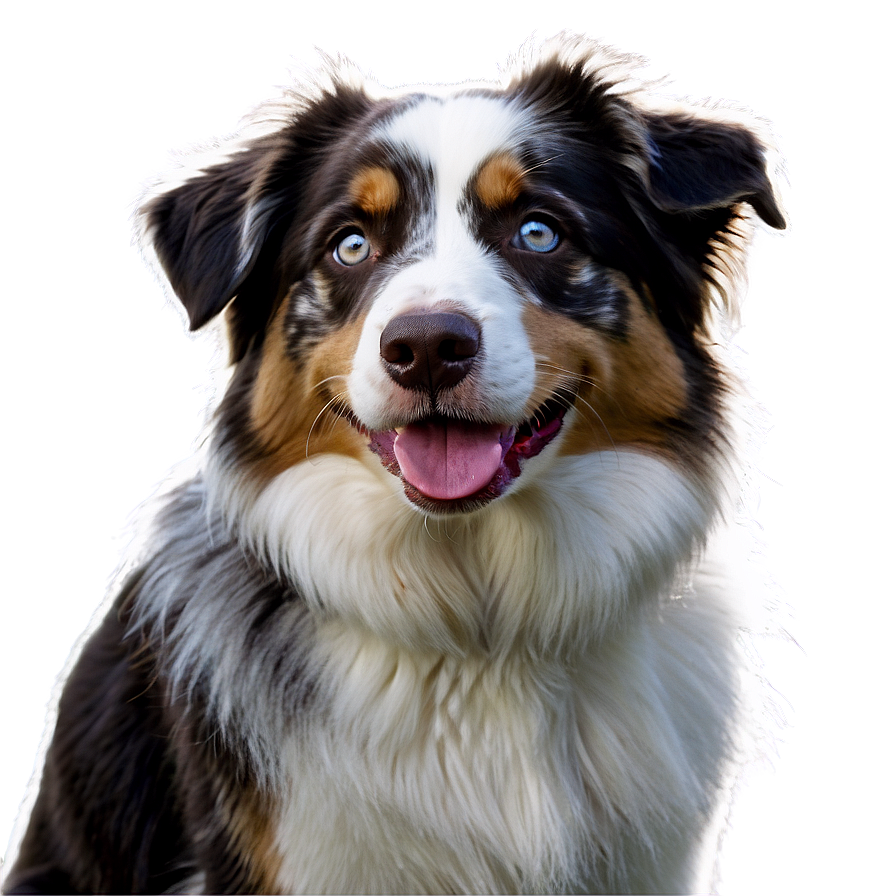 Australian Shepherd On Farm Png 22 PNG