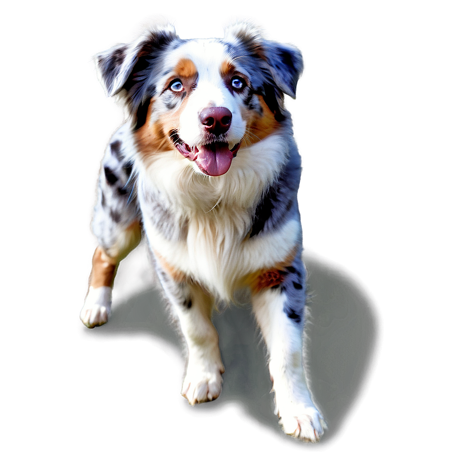 Australian Shepherd On Farm Png 58 PNG