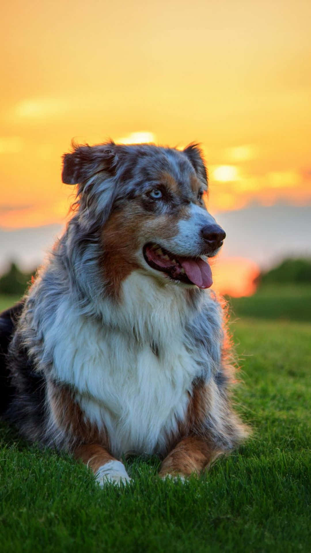 Australian Shepherd Dog Sunset Picture
