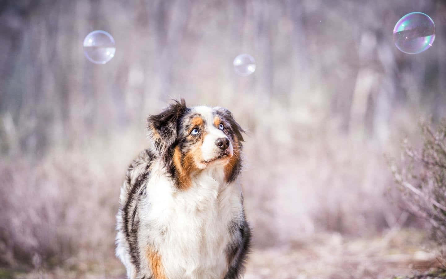 Imagenlinda De Un Perro Pastor Australiano Con Burbujas