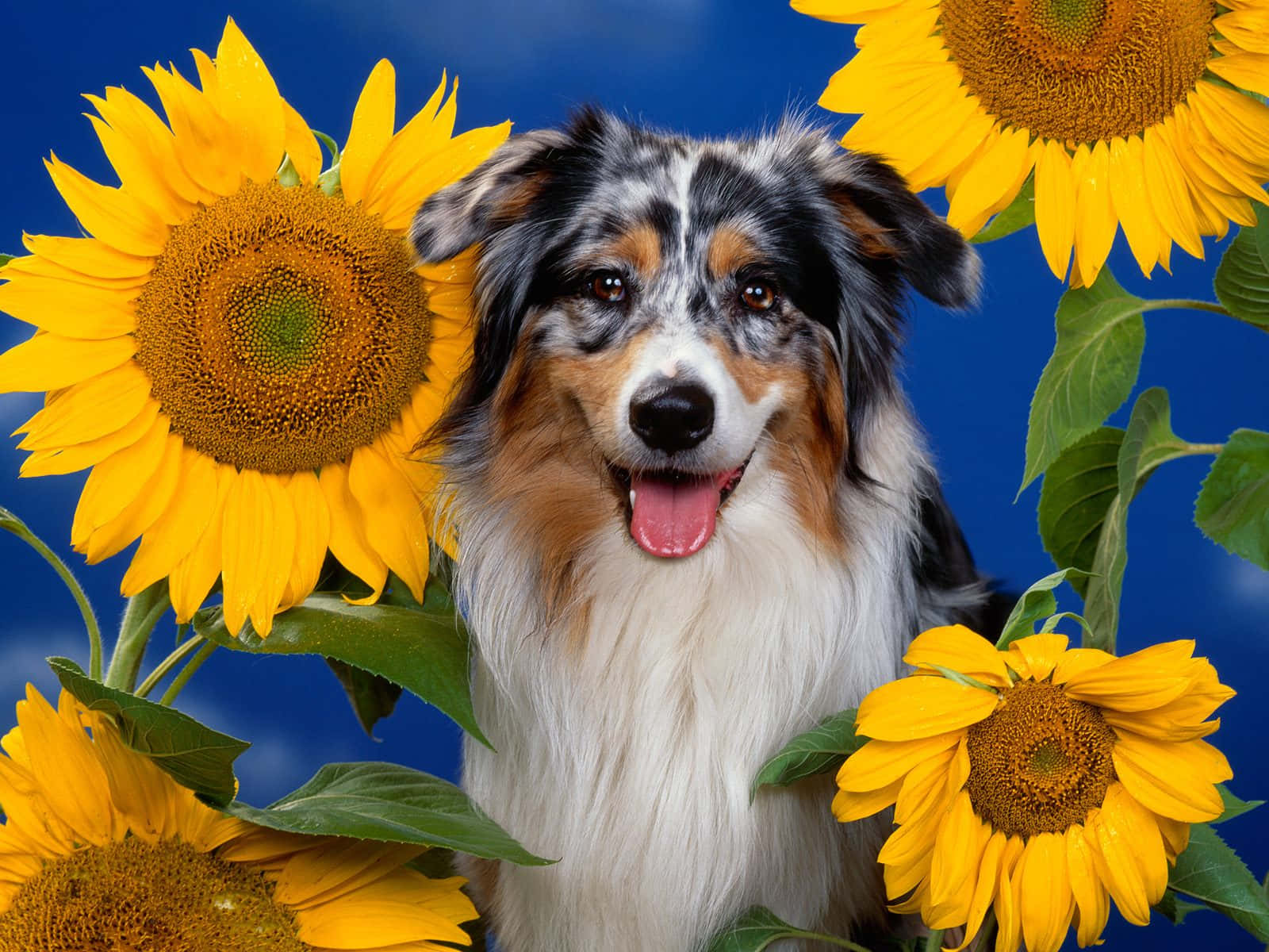 Australian Shepherd Dog Sunflower Picture