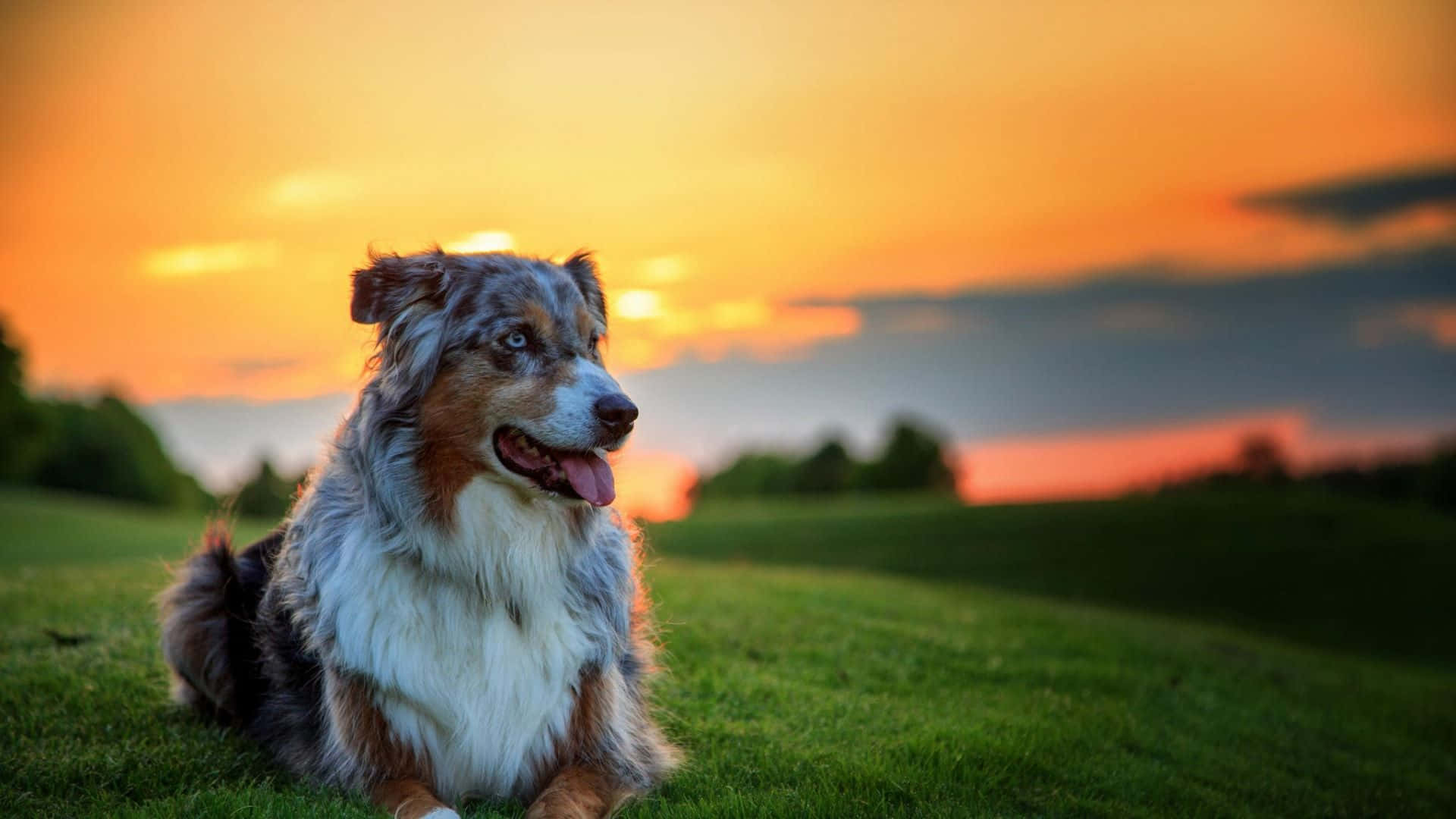 Australian Shepherd Dog Sunset Aesthetic Picture