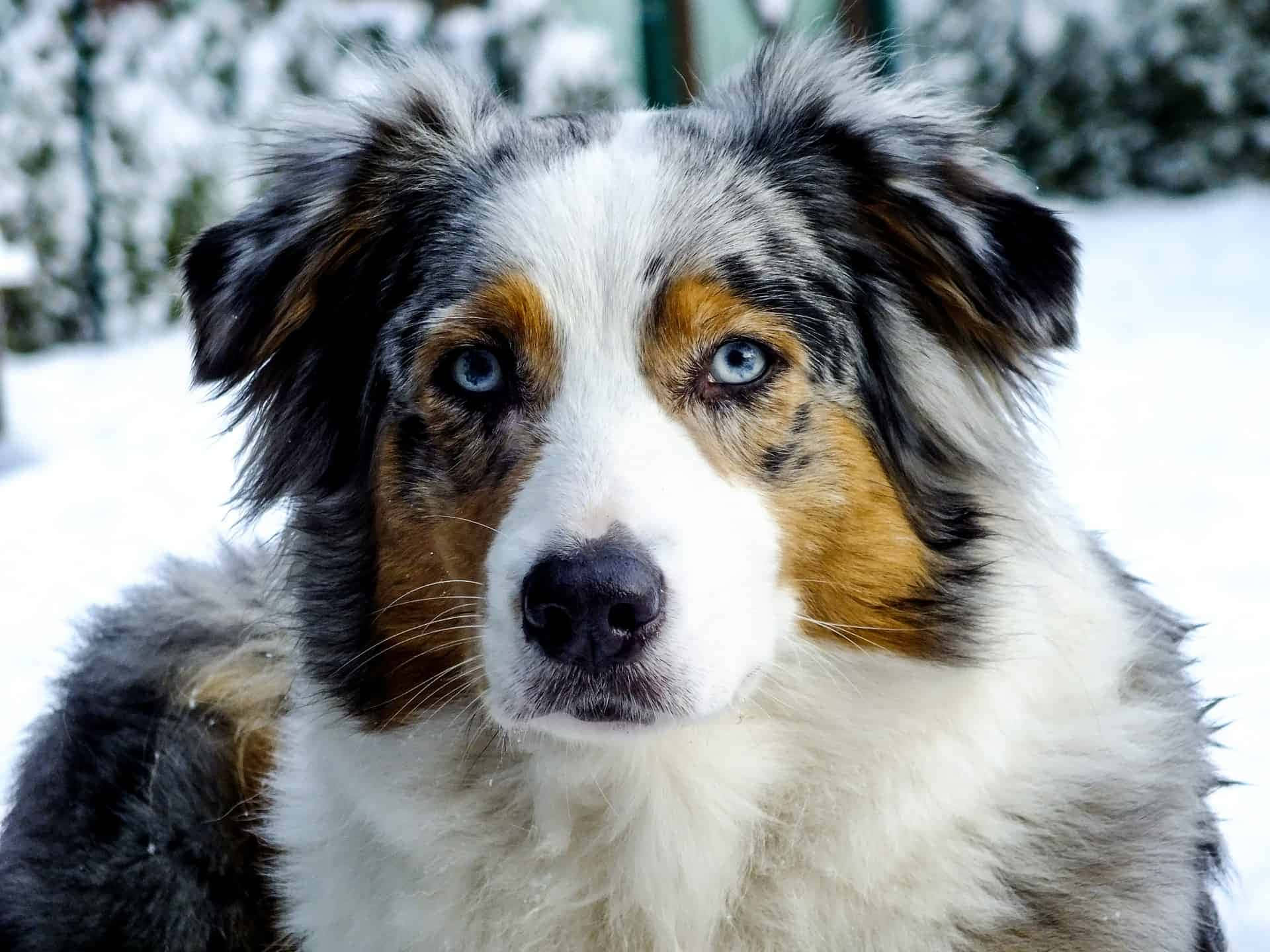 Imagende Un Perro Pastor Australiano En La Nieve Invernal