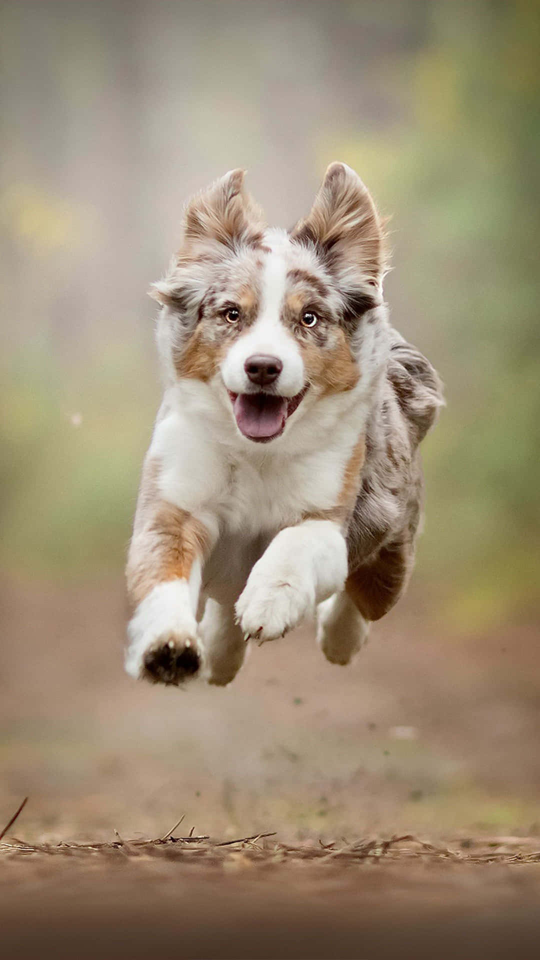 Playful Australian Shepherd Dog Picture
