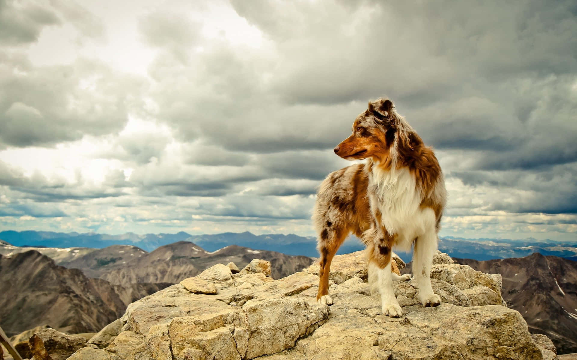 Imagende Un Australian Shepherd Dog Aventurándose En La Montaña