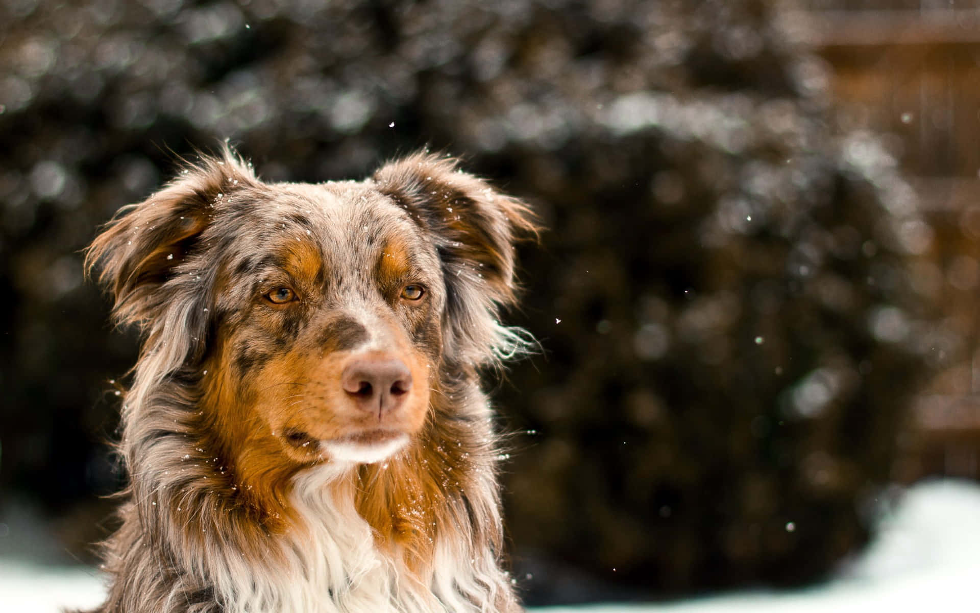 Imagende Un Perro Australian Shepherd En La Nieve De Invierno.