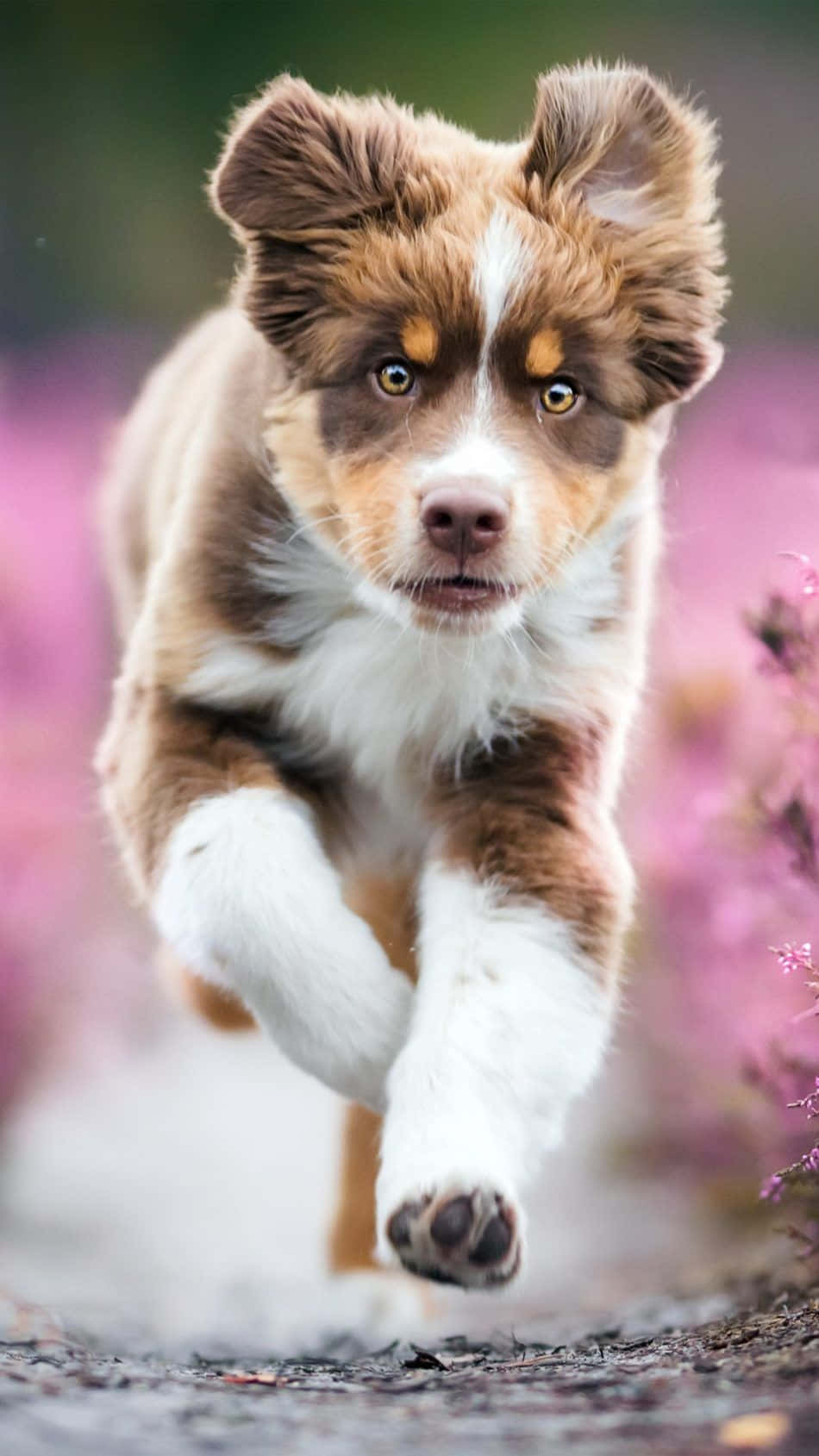 Sötbild På Australisk Herdehund Under Våren.