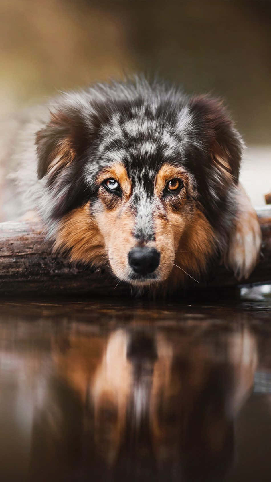 Australiskherdehund Med Vattenreflektion Som Bakgrundsbild Till Datorn Eller Mobilen.