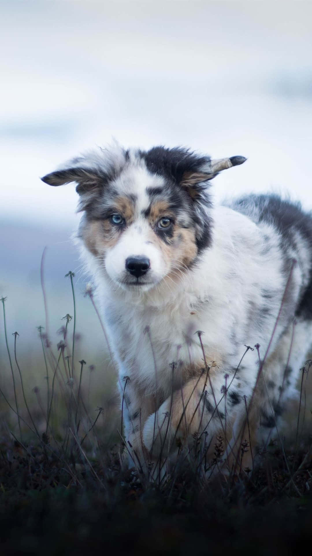 Loyal Australian Shepherd Puppies Picture