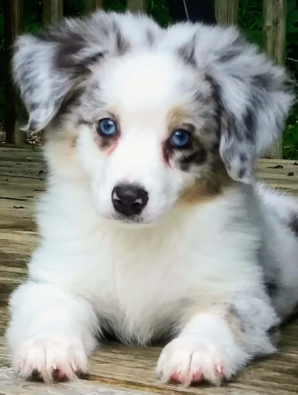 Download Cute Australian Shepherd Puppies Picture