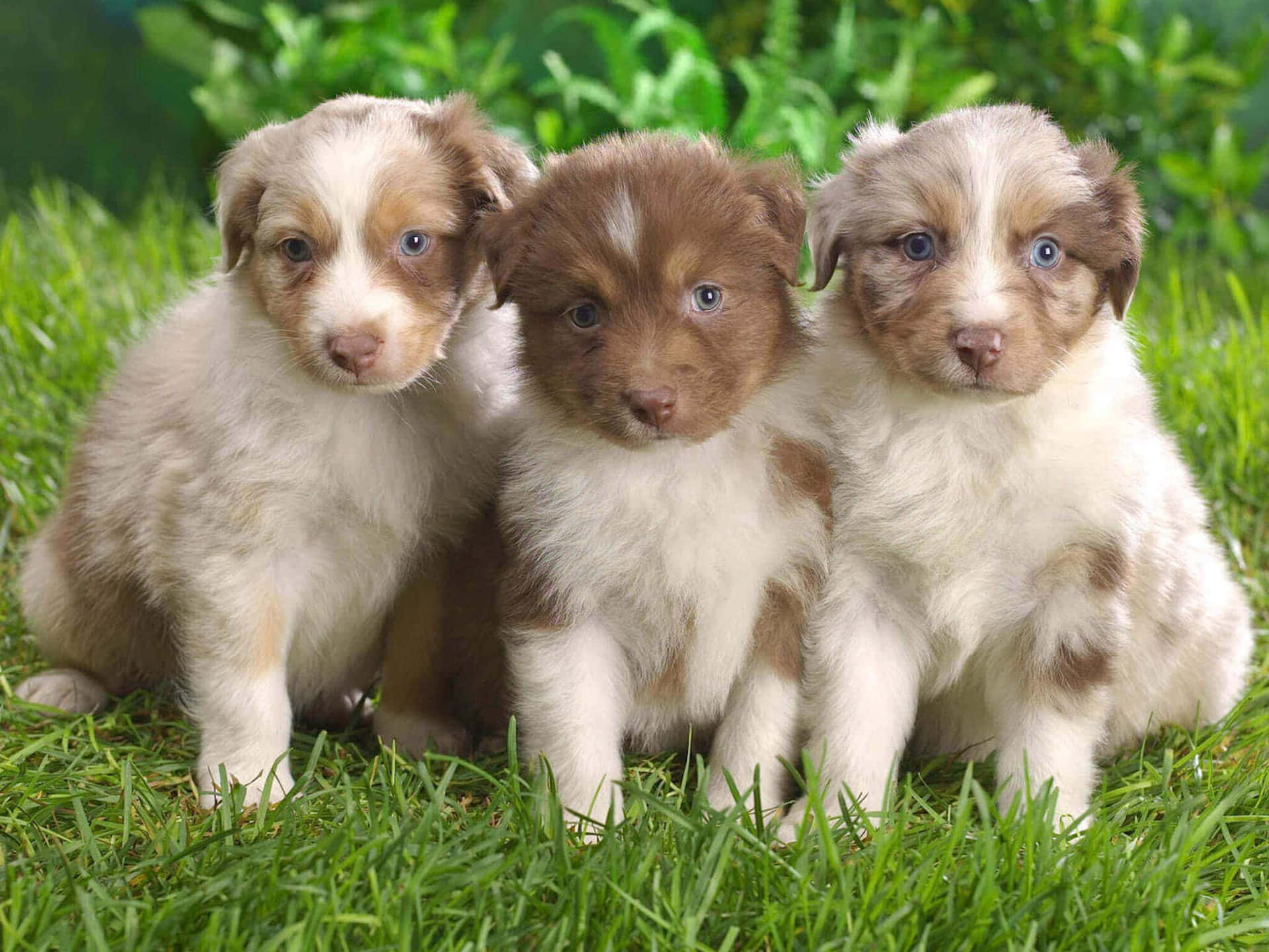 Alluring Australian Shepherd Puppies Picture