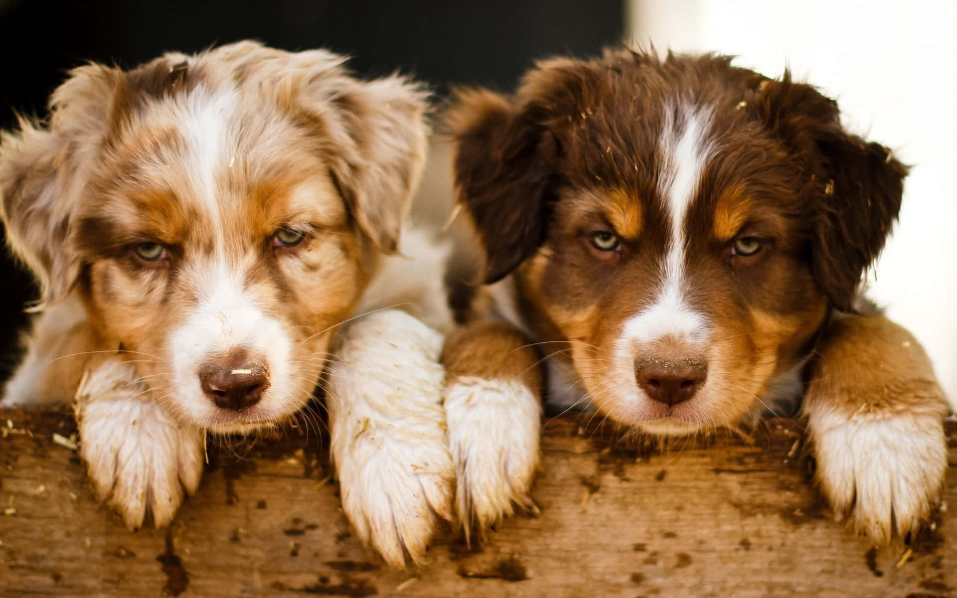 Cuddly Australian Shepherd Puppies Picture