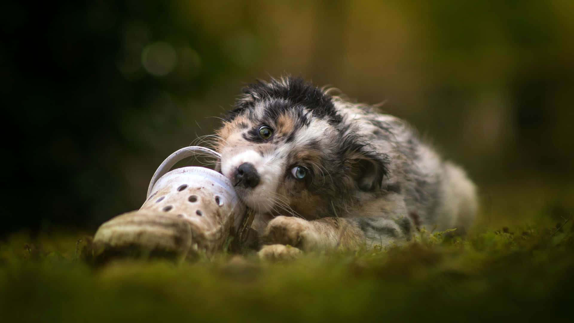 Beautiful Australian Shepherd Puppies Picture