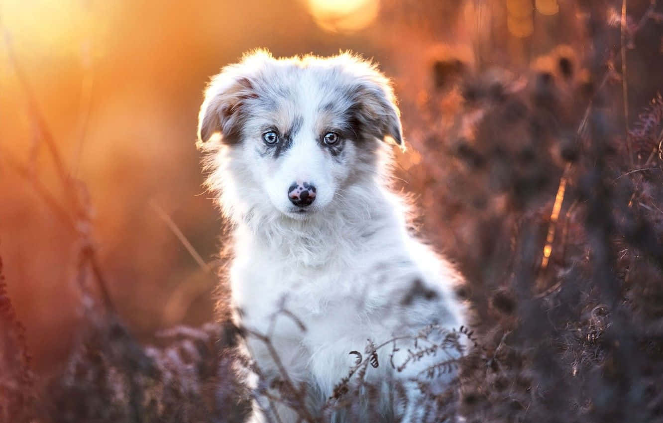 People-friendly Australian Shepherd Puppies Picture