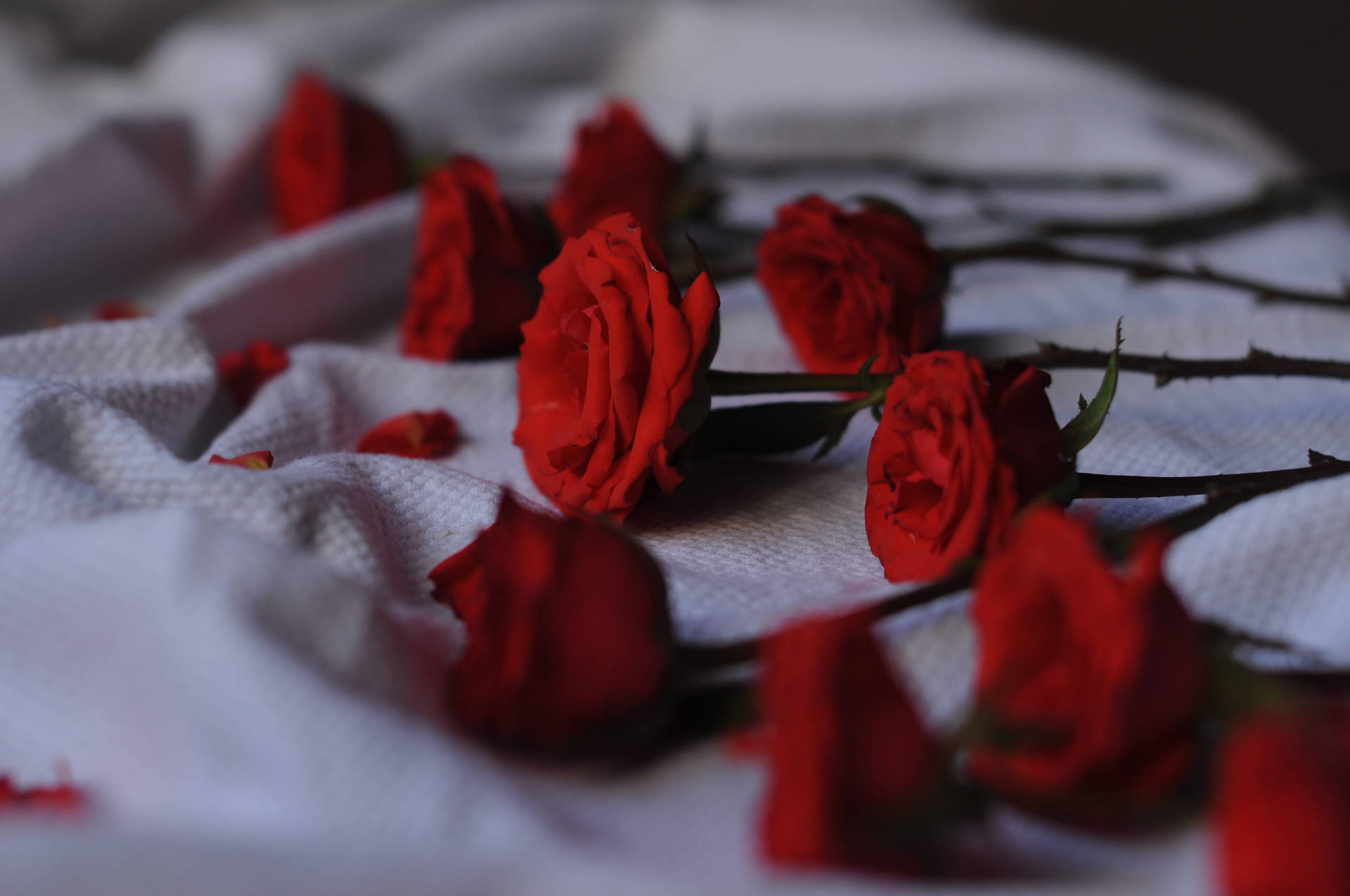 Authentic Red Roses Wallpaper