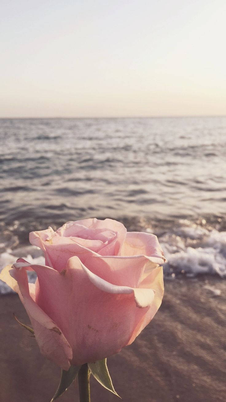 Authentic Rose By The Beach Wallpaper