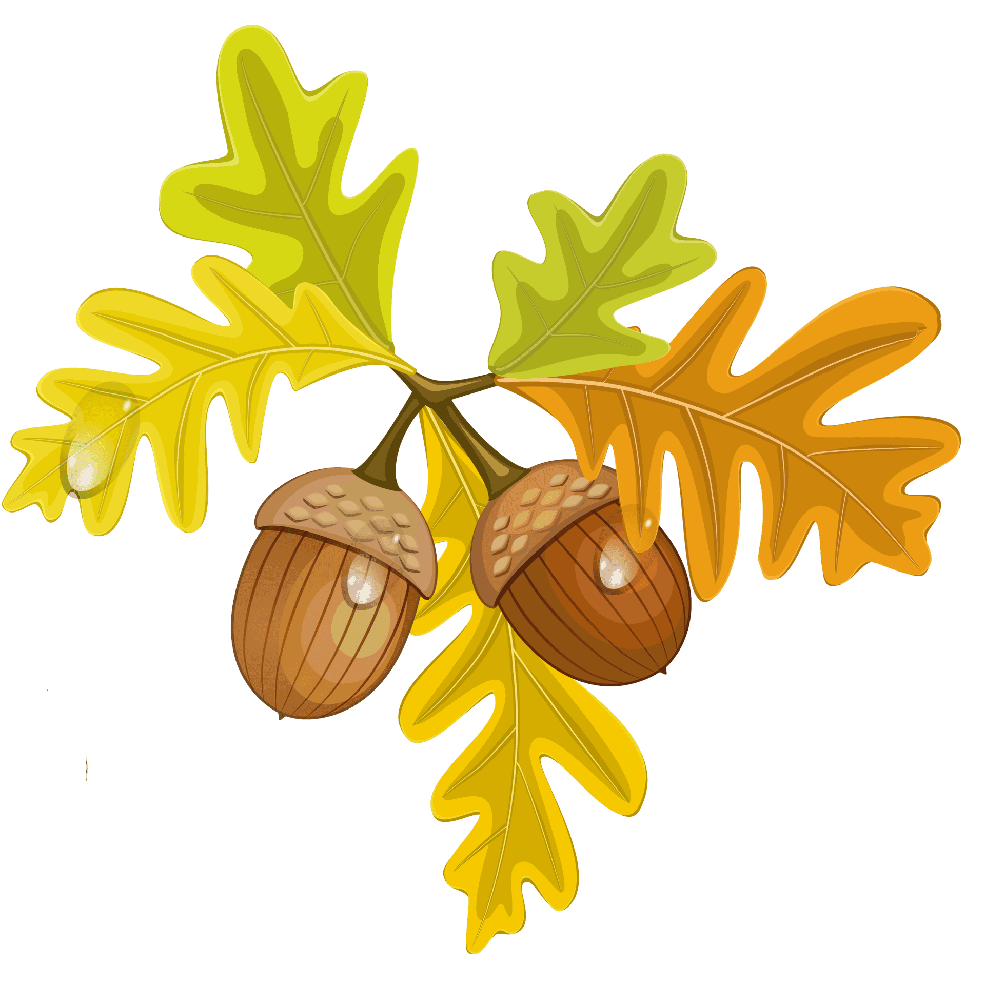Autumn Acornsand Oak Leaves PNG