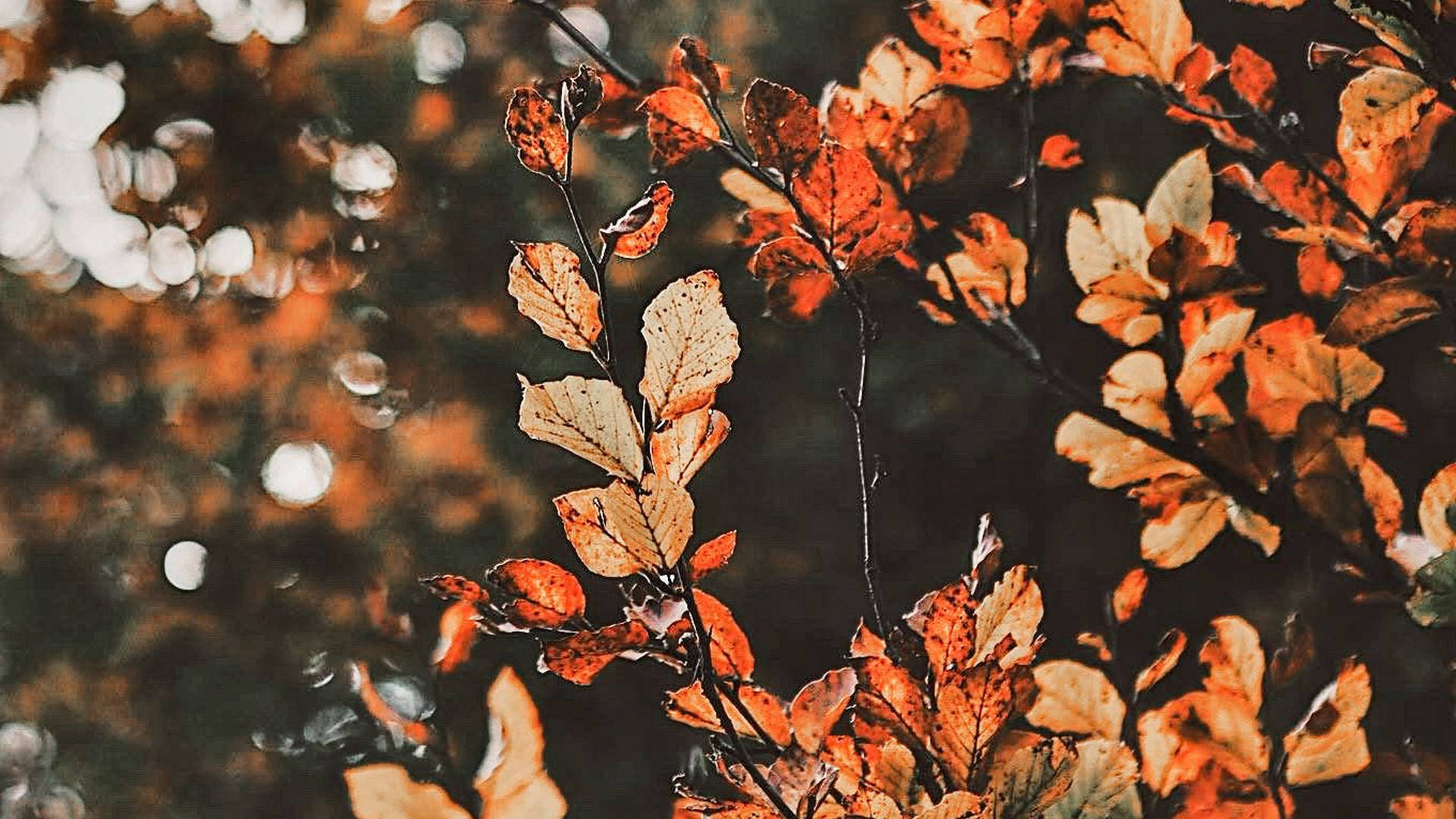Leaves During Autumn Aesthetic Laptop Wallpaper