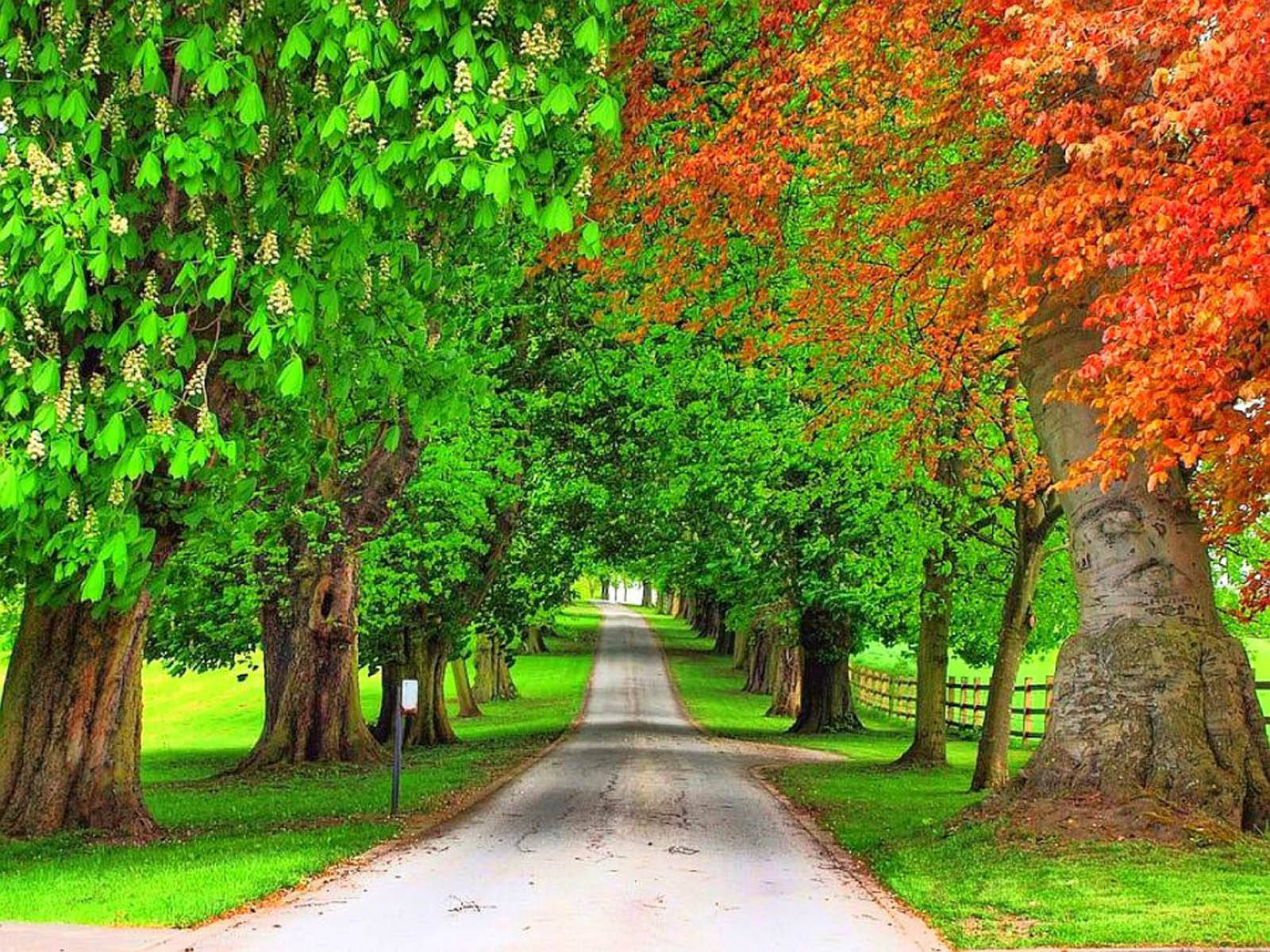 Autumn And Green Trees Wallpaper