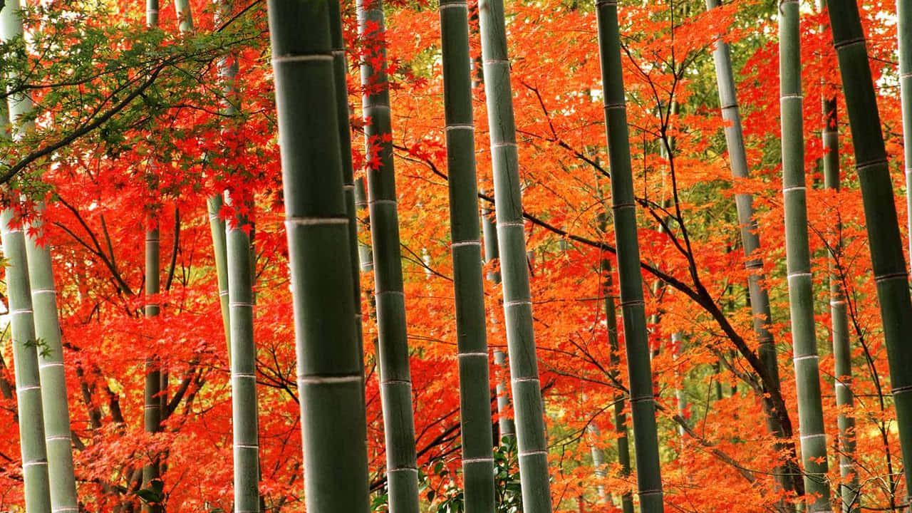 Autumn_ Bamboo_ Forest_ Glow Wallpaper