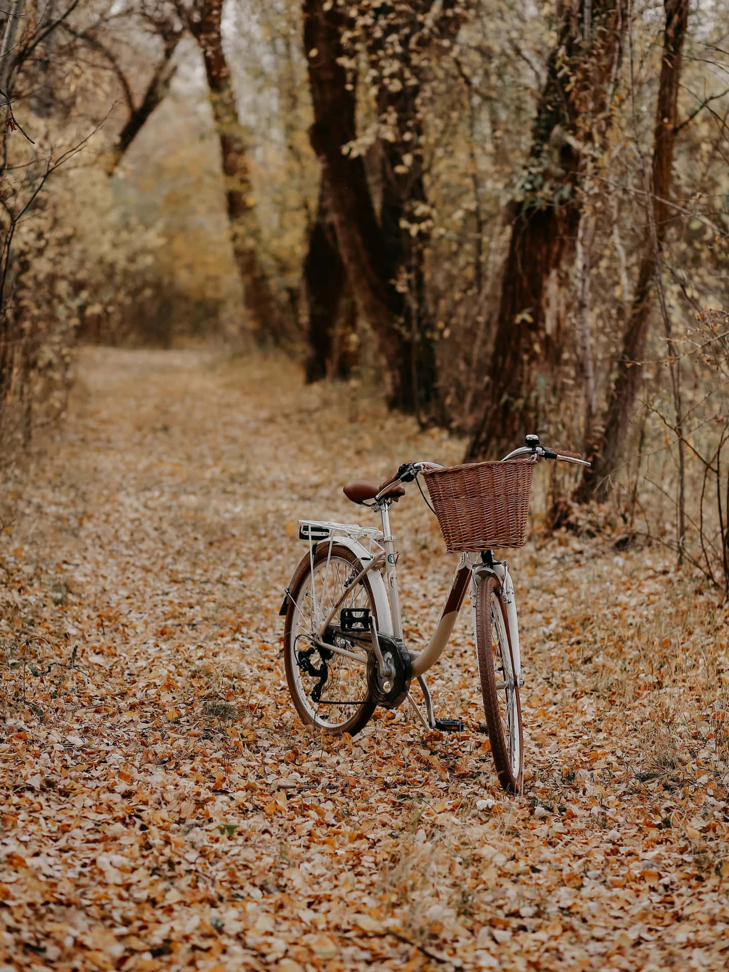 Autumn Bicycle Woodland Path.jpg Wallpaper