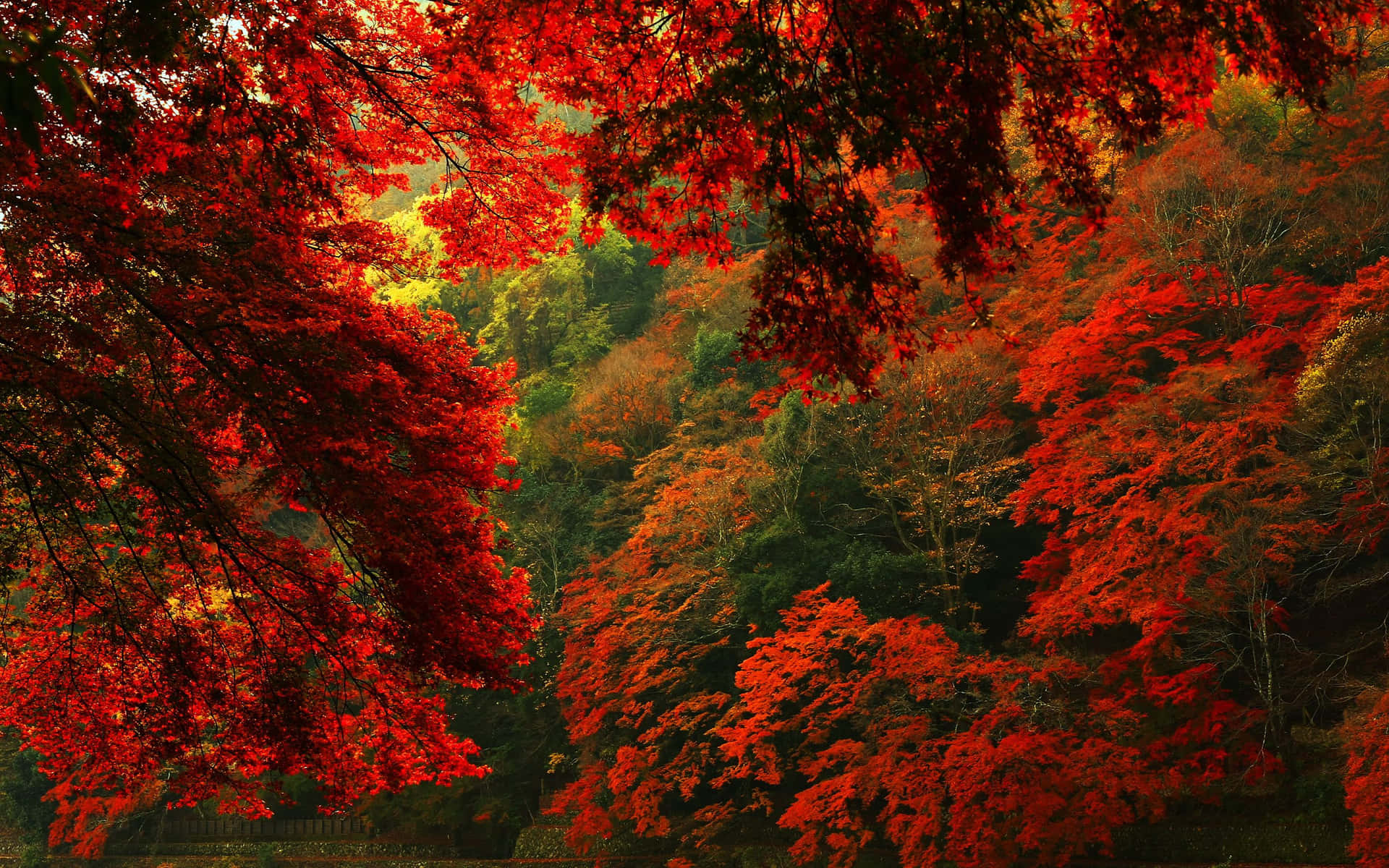 Autumn Blaze Forest Desktop Wallpaper Wallpaper