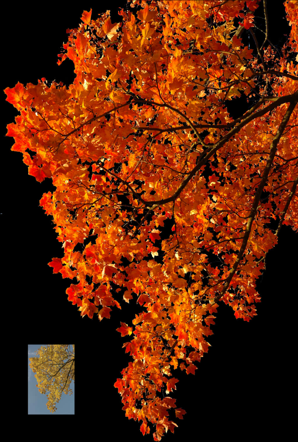 Autumn Blaze Maple Leaves PNG