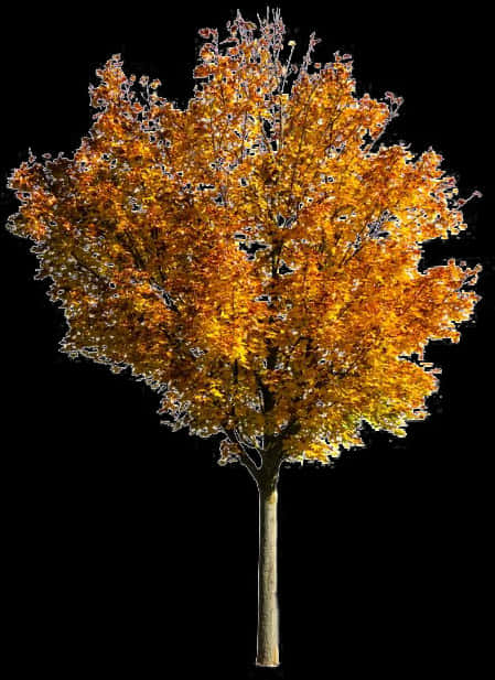 Autumn Blaze Tree Against Black Background PNG