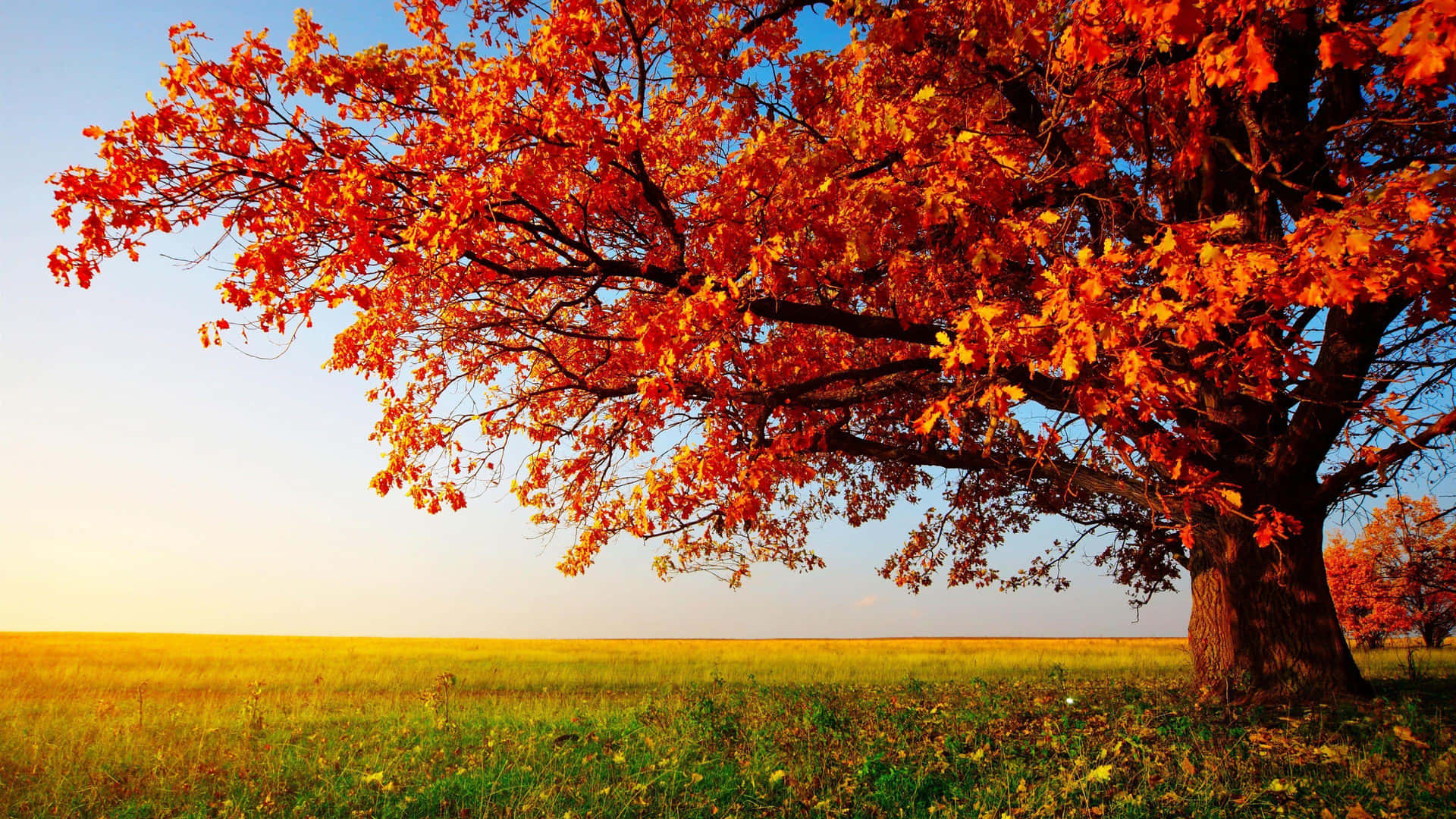 Herfst Vlam Boom 4k Landschap Achtergrond