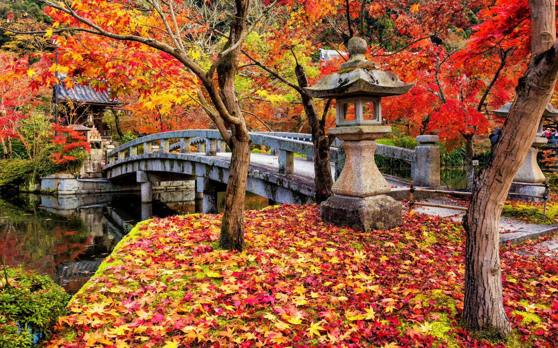 Autumn Bridge In Kyoto Wallpaper