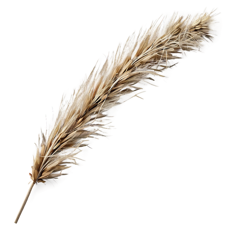 Autumn Brown Grass Png 04292024 PNG